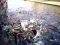 Fische von Ayutthaya