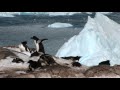 Oceanites, Petermann Island, Antarctica - Part II