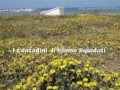 Postilli Riccio l'ultima spiaggia