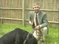 Adult Rottweiler - Training the Companion Dog 1  Socialization & Training