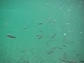 fish 01