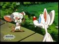 Pinky Tries to Call for Help