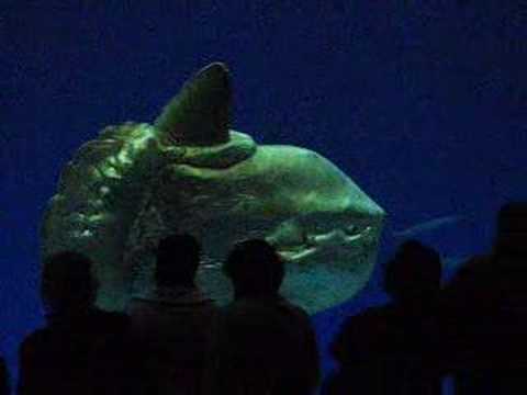 Sunfish & Great White Shark