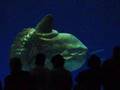 Sunfish & Great White Shark