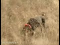 Hunting Dogs