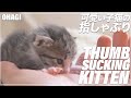 子猫の指しゃぶり- Thumb Sucking Kitten -