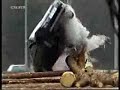A crazy accident by Nick The Greek