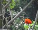 Mouse-colored Sunbird