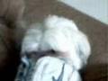 shoe dog 