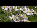 Honey bee on Asters