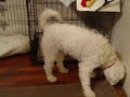 11/18/2008 The Pets at Night!  4050