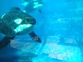Orca Whales Swimming