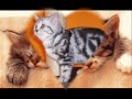 Süße Katzen Süße Katzen