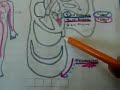 acute heart failure part 1 acute heart failure part 1
