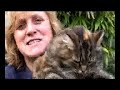 Maine coon cat Rosie