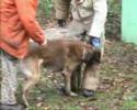 Fils entr�e des attaques