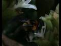 bumble-bee on marantaceae