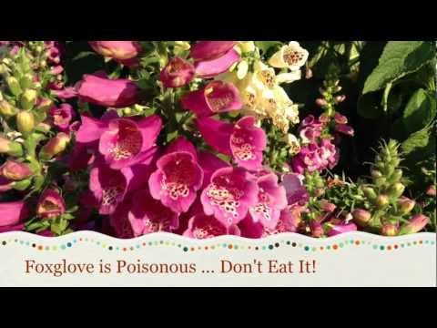 how to grow foxglove