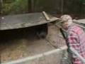 Alligator Farm Video - "How's Your News? - Alligator Farm"