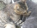 masaj yapan kedi