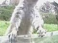 A squirrely clip from www.thebackyardvoyeur.com. Oversized by youtube, intended to be viewed at 320x240 so quality here isn't all that good.