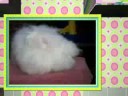 Welome Fluffy Friends