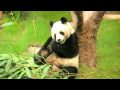 Panda Eats, Then Pees On Wall, 熊猫in Ocean Park