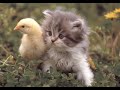 Tender Baby Animals - Teneri Cuccioli Tender Baby Animals - Teneri Cuccioli