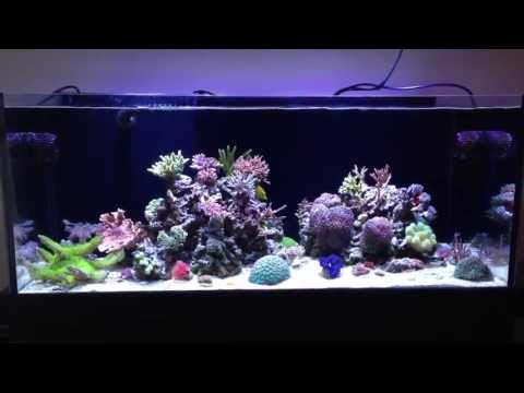 Dmitry’s EcoTech-Powered 100G Winterfell Reef Dmitry’s EcoTech-Powered 100G Winterfell Reef
