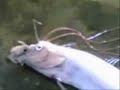 Weird Fish Found After Tsunami