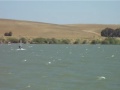 Wind Surfing At Sherman Island