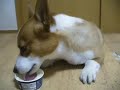 Goro@Welsh corgi 20080809 Ice cream Goro@Welsh corgi 20080809 Ice cream