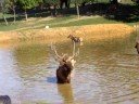 Virginia Safari Park- Elks bugling