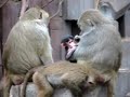 Sociable Baboons at Copenhagen Zoo (August 2008)