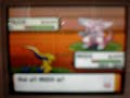 Catching a Shiny Palkia