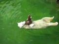 Floating Polar Bear Omaha Zoo