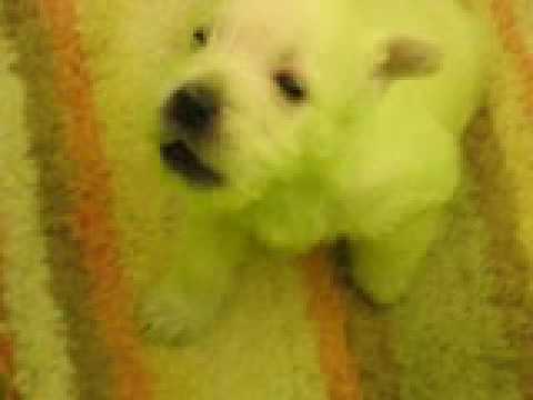 Boomer as a pup. He was about 5 weeks old?