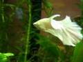 White Halfmoon Betta (Milk)