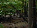 23 Turkey in the woods