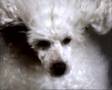 Dogs + Lasers= GREATEST DOG/LASER VIDEO EVER!!!