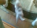 un catel trantit :))