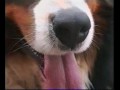 Una cuccia per due - Bruce, bovaro del Bernese