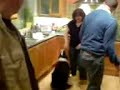 Dog Dances to jump around Dog Dances to jump around