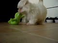 Maltese Sofia 8 weeks pt. 3