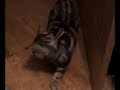 Gato Bailando