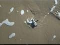 videos de tortue 3 tentative de sauvetage!