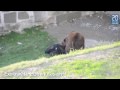 vicious attack by bear at the zoo.flv