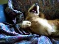 levi-akc-cocker-tests-the-couch-after-the-chain.html