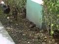 videos de Ducky 3