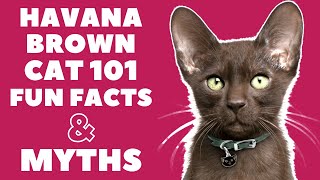 Havana Brown Cats 101 : Fun Facts & Myths